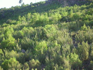 Finca de caza en Ciudad Real