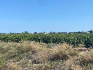 Finca de Naranjos . Callosa de Segura